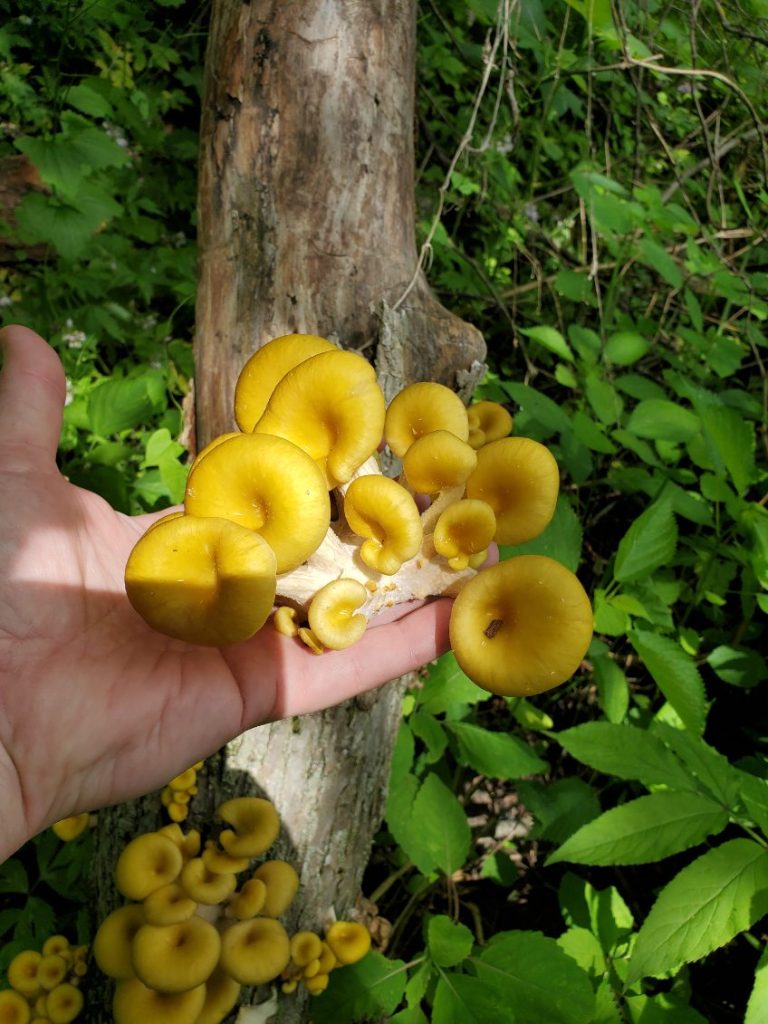 Golden Oyster Mushroom 2