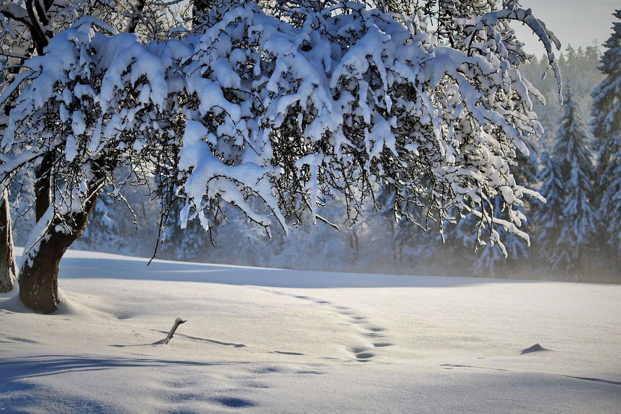 nature, winter, season, snow, tree, winter landscape, christmas, footprints, snow landscape, advent, winter, winter, winter, winter, snow, snow, snow, christmas, christmas, christmas, christmas, christmas-6842159.jpg
